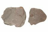 Ordivician Trilobite (Declivolithus) Fossil (Pos/Neg) - Morocco #218771-1